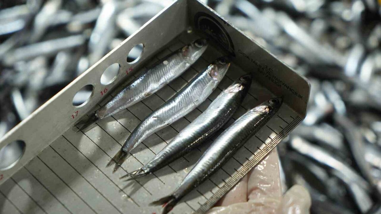 Samsun'da su ürünleri denetimleri: 3 bin 384 kontrolde 109 kişi ve işletmeye ceza