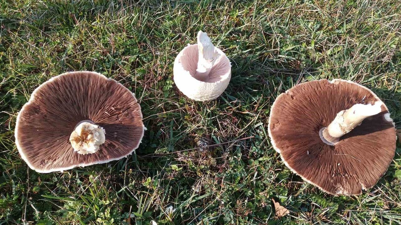 Samsun Kavak’ta 'içi kızıl' dev mantarlar: Bahçede çapı 25 cm'yi aşan buluntular