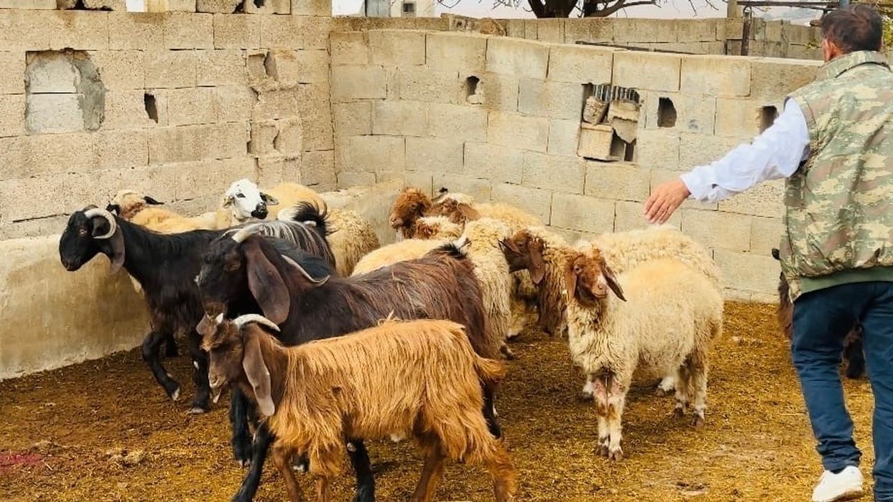 Şanlıurfa Ceylanpınar'da sahipsiz köpekler ahıra girerek 5 koyunu telef etti