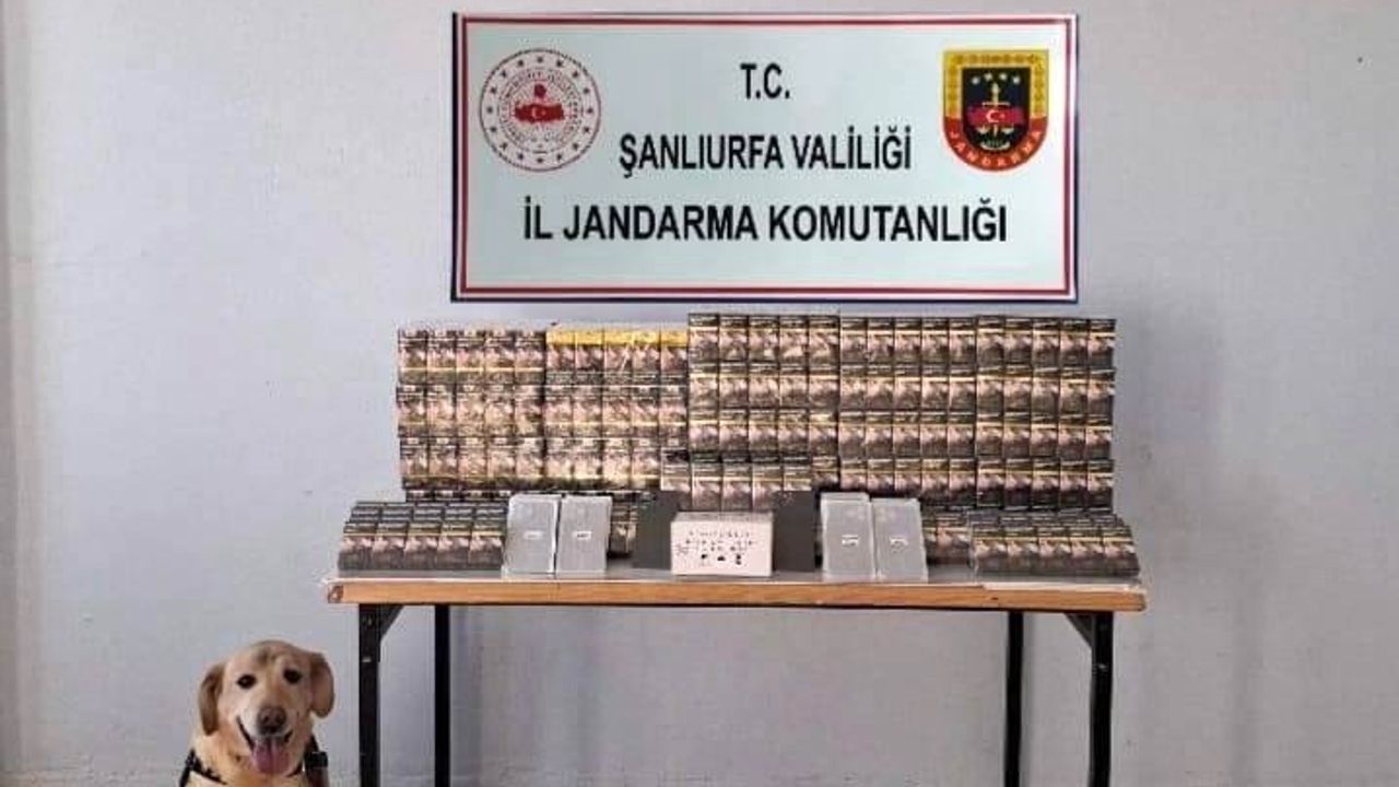 Şanlıurfa’da jandarma operasyonunda 5 bin 210 paket kaçak sigara ele geçirildi