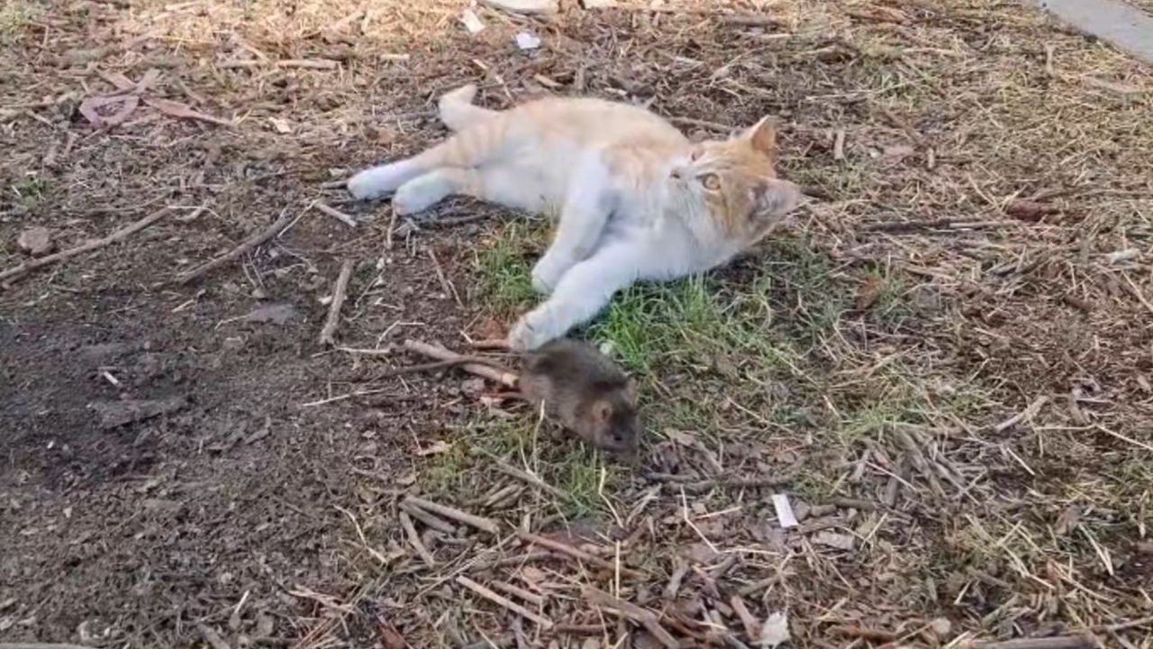 Şanlıurfa'da kedi ile farenin dostça oyun anları sosyal medyada ilgi gördü