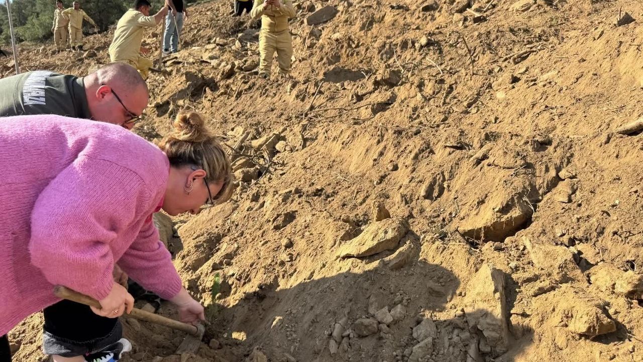 Sarıgöl'de 300 fıstık çamı fidanı toprakla buluştu