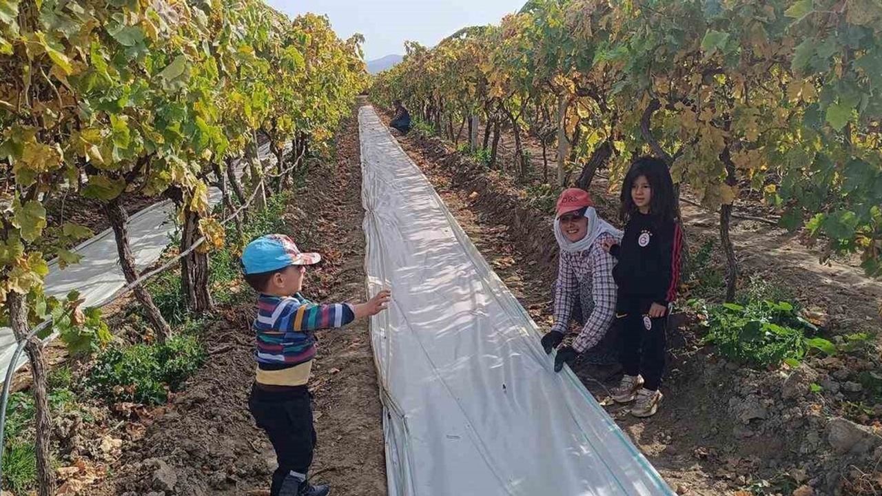 Sarıgöl'de örtü toplama sezonu yoğunlaştı