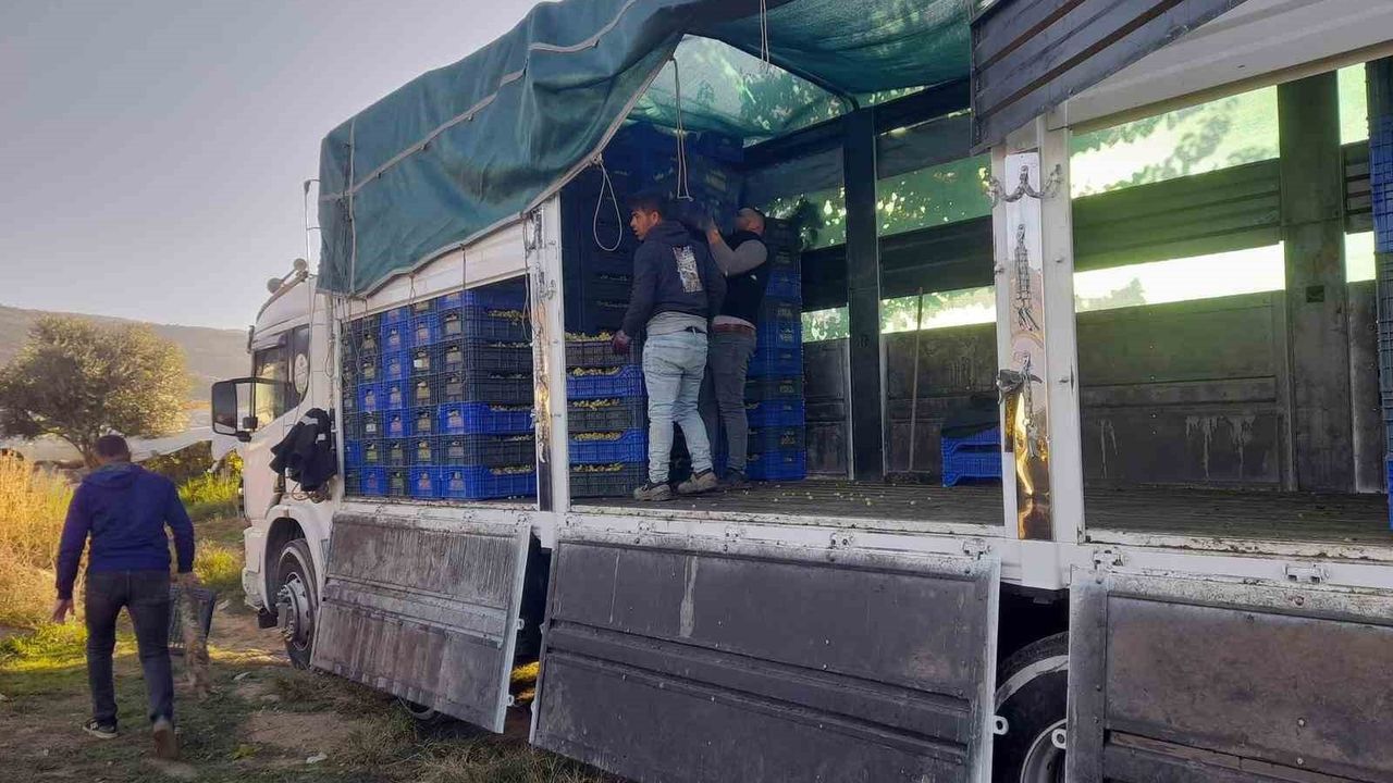 Sarıgöl'de örtüaltı Sultaniye hasadı kasım ortasında da sürüyor; üreticiler fiyatlardan şikayetçi