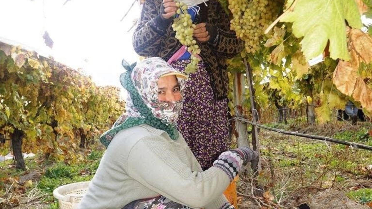 Sarıgöl'de Sultaniye üzümü hasadı Kasım sonunda da sürüyor