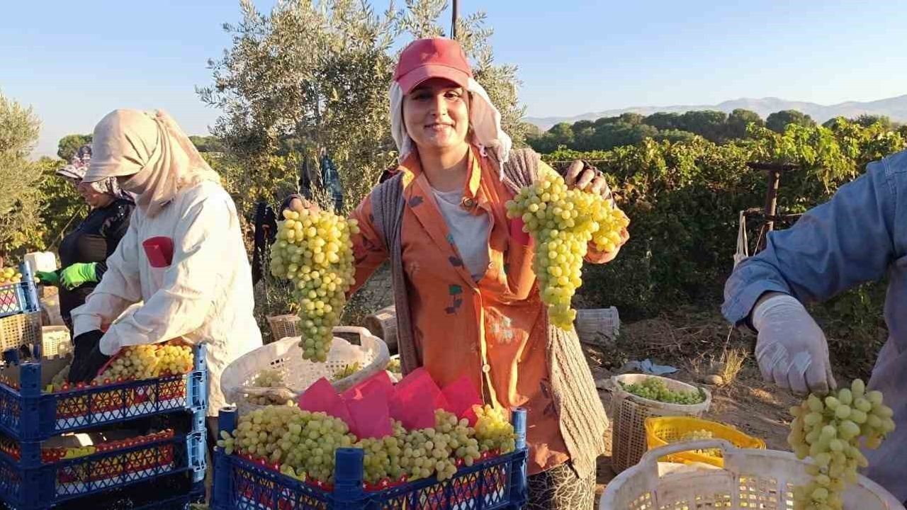 Sarıgöl'de yaş üzüm fiyatlarında düşüş: Bağlarda 50 bin ton alıcı bekliyor