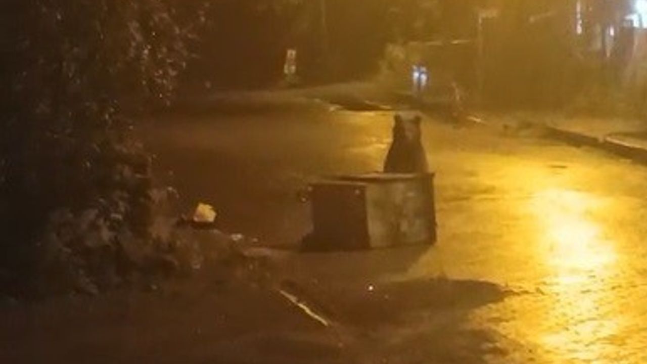 Sarıkamış’ta kış uykusunu erteleyen bozayı mahalleye inip çöp konteynerinde yiyecek aradı