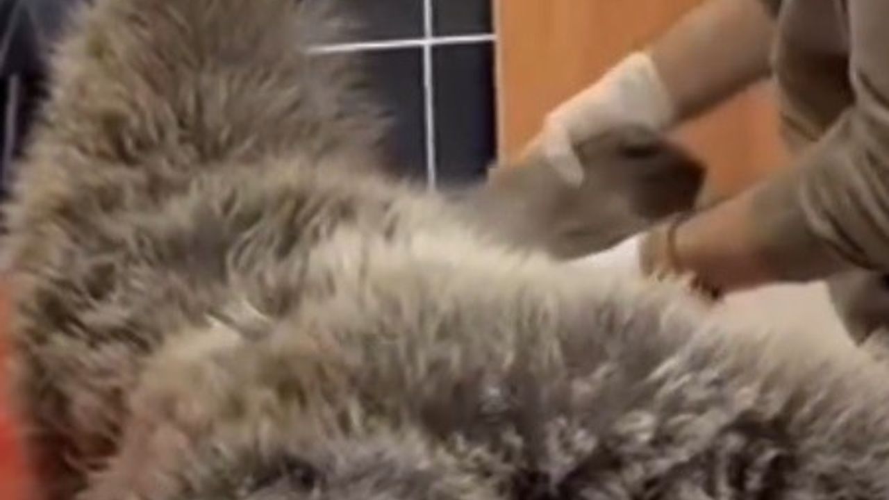 Sarıkamış’ta Yol Kenarında Bulunan Yaralı Bozayının Tedavisi Sürüyor