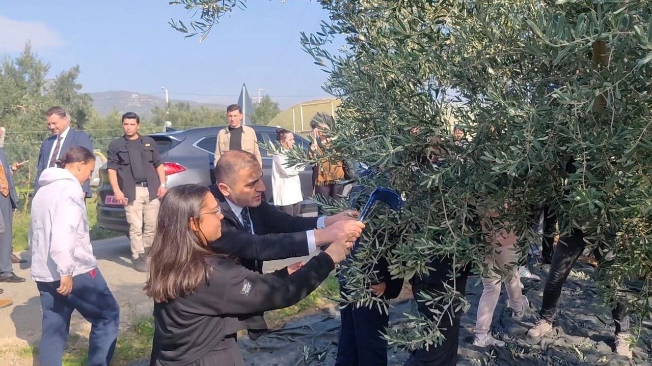 Şarköy'de Zeytin Hasadı Etkinliği: Okul Ziyareti, Üretim ve Analiz Gösterimleri