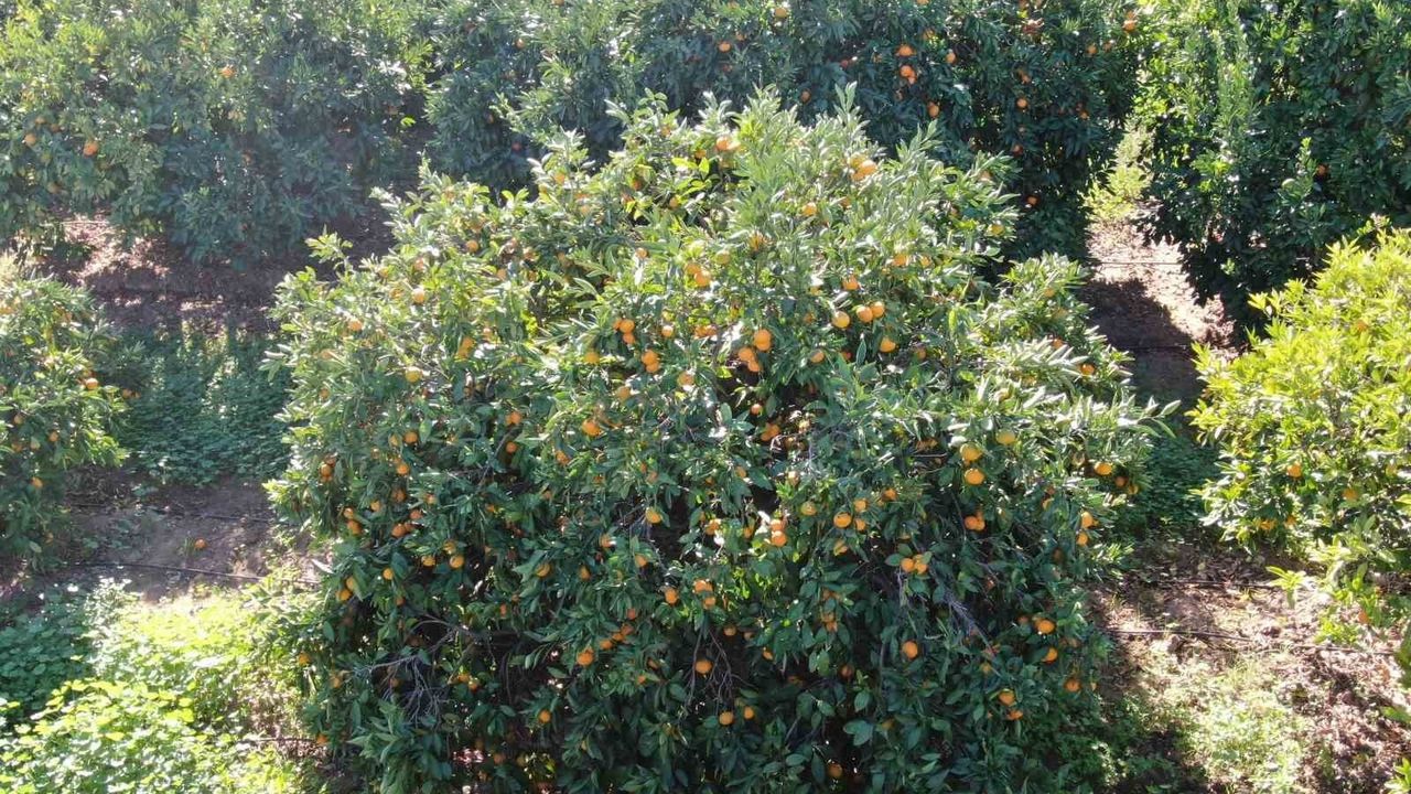 Seferihisar'da Satsuma mandalinası hasadı başladı: Rekolte artışı ve fiyatlar