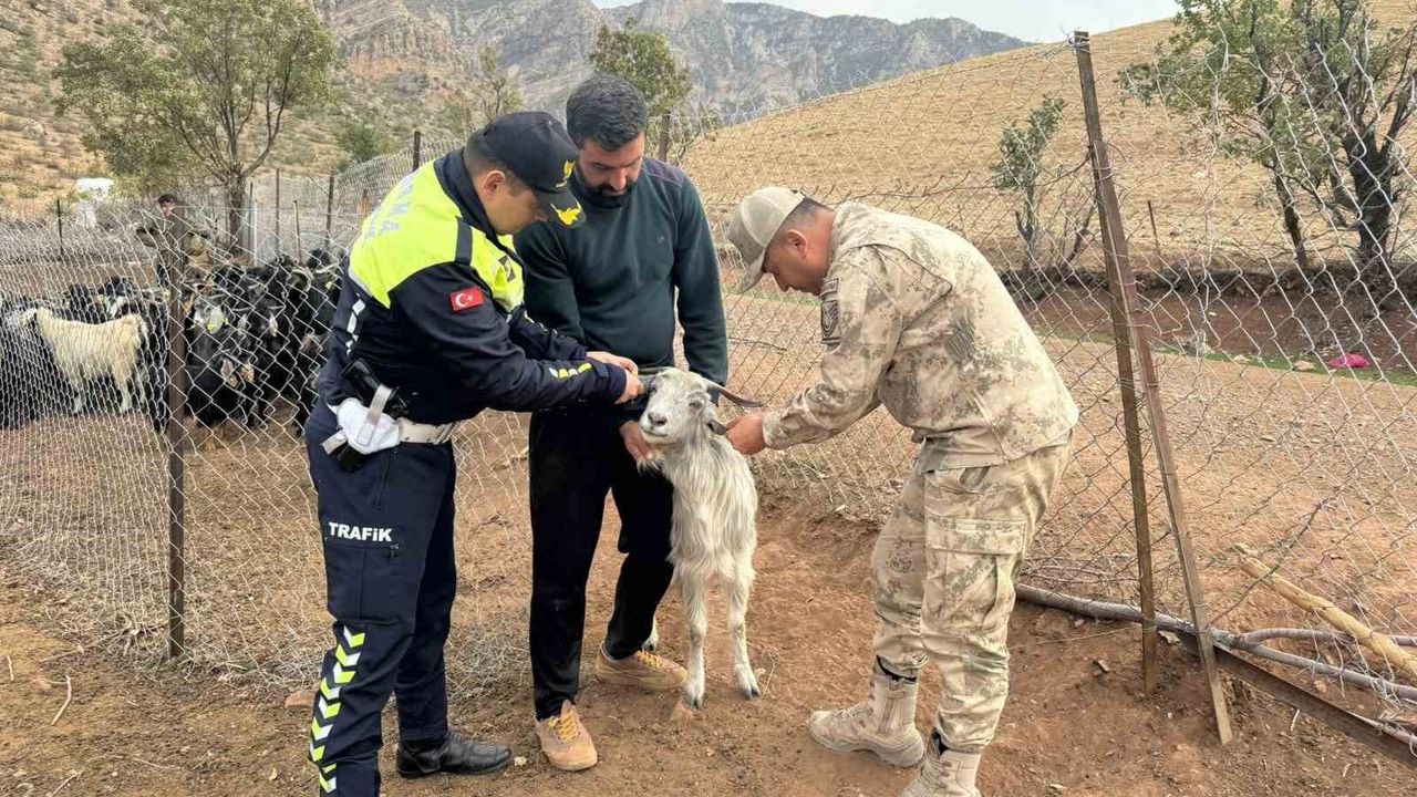 Siirt Jandarması, hayvan kaynaklı trafik kazalarını önlemek için sürülere reflektif bant uyguladı