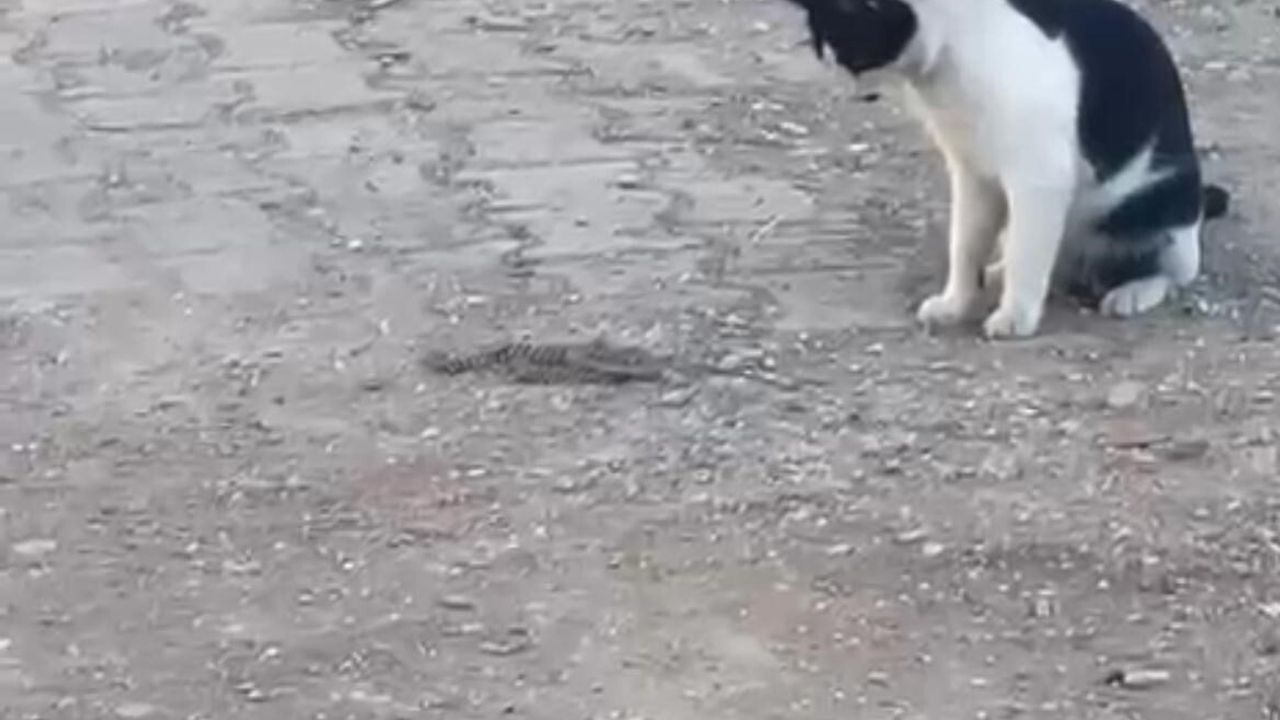 Siirt'te kedi yılanla oynadıktan sonra yılanı ağzıyla uzaklaştırdı