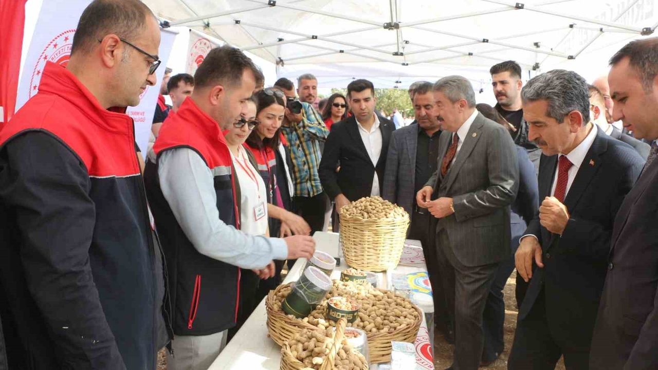 Silopi'de yer fıstığı hasadı: 60 bin dekarda 25 bin ton rekolte beklentisi