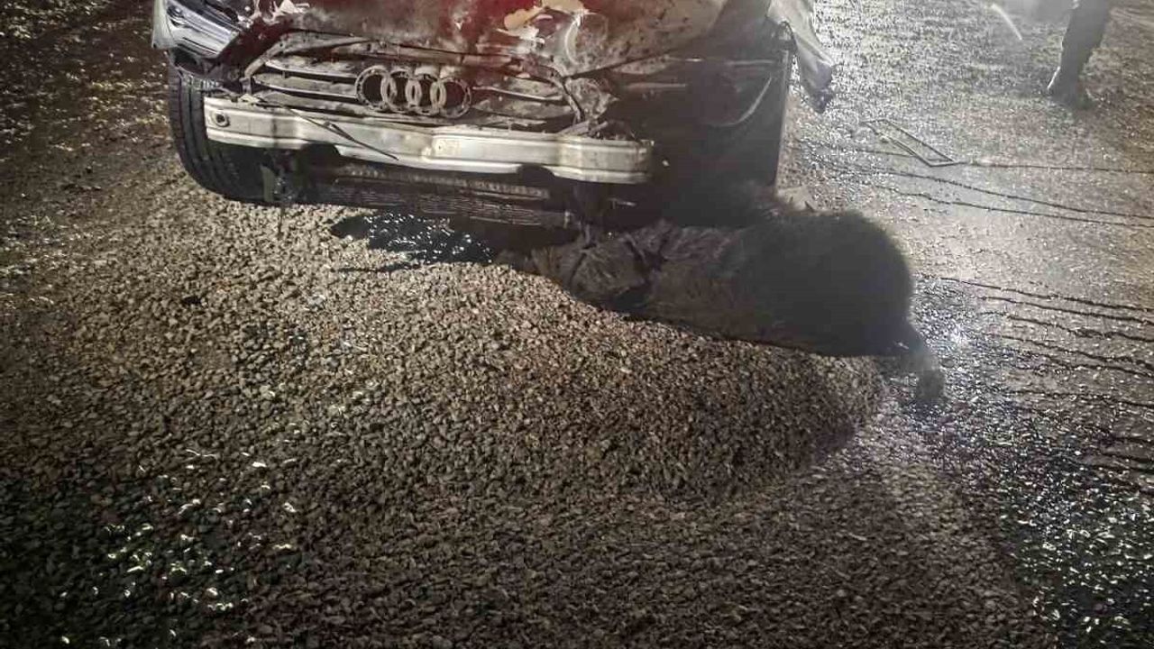 Sinop Belediye Başkanı’nın makam aracı Hanönü'de yola çıkan domuzlara çarptı: 12 domuz telef oldu, başkan yara almadan