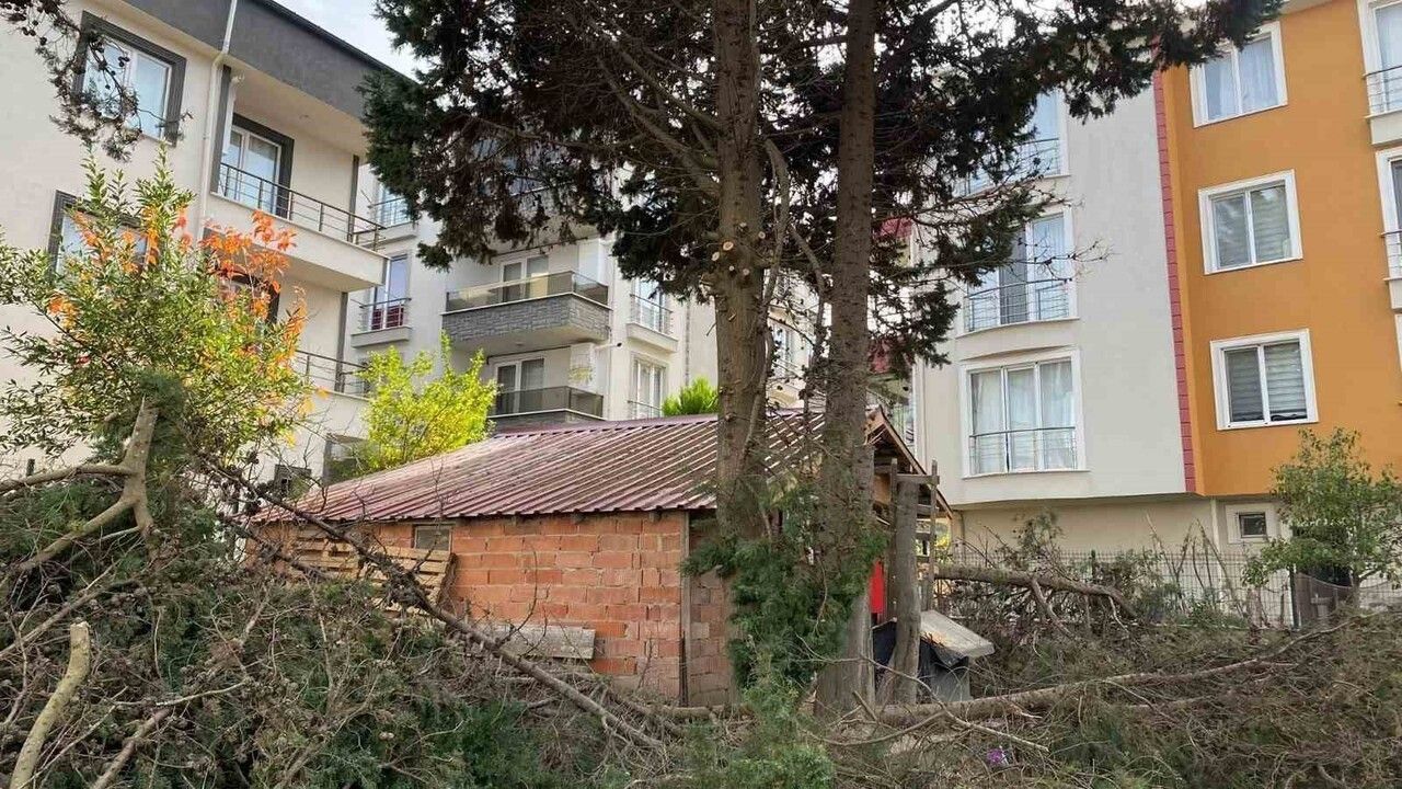 Sinop’ta Ağaç Budarken Düşen 71 Yaşındaki Adam Hastaneye Kaldırıldı