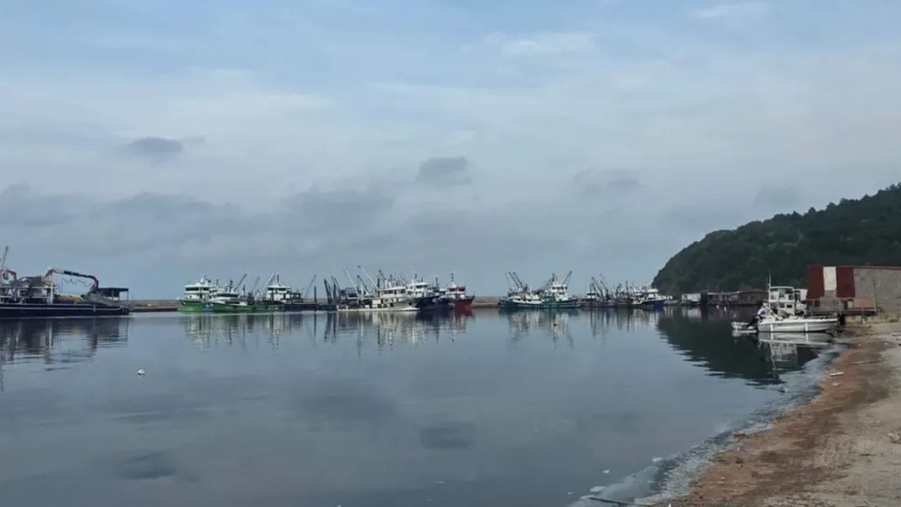 Sinop'ta Güzelkent Limanı'nda hamsi denetimleri: Kota ve boy limitleri titizlikle izleniyor
