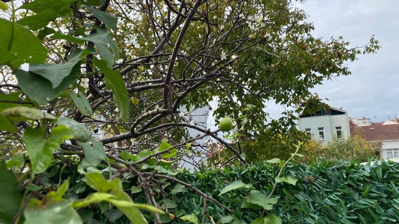 Sinop'ta Mertoğlu köyünde erik ağacı Kasım ayında çiçek açıp meyve verdi