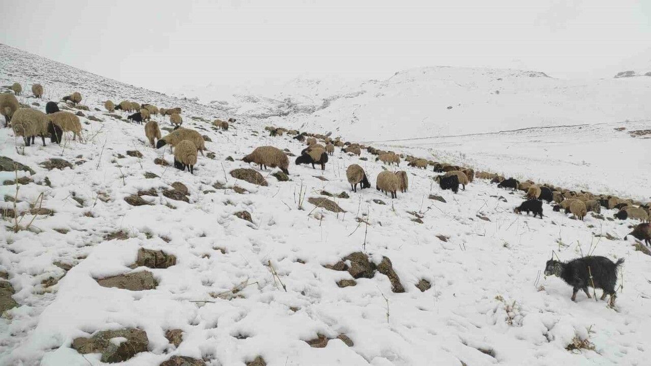 Şırnak'ta erken kar yağışı: Beytüşşebap'ta koyun sürüsü yaylada kaldı