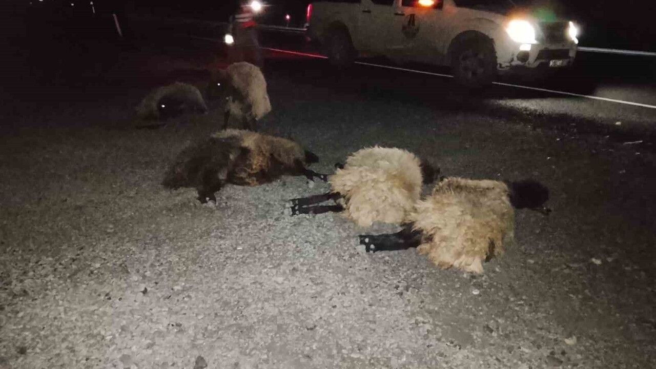 Şırnak'ta otomobil sürüye çarptı: 8 koyun telef oldu