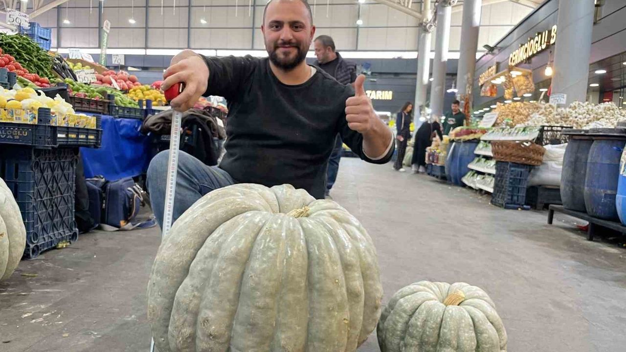 Sivas'ta 60 kilogramlık bal kabağı el arabasıyla tezgaha taşındı