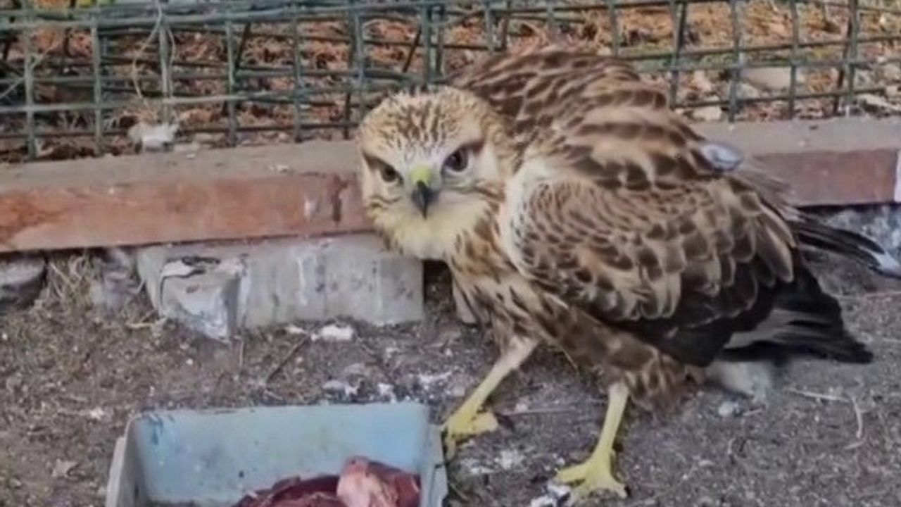 Sivas'ta bitkin halde bulunan şahin tedavi edilip doğal yaşamına salındı