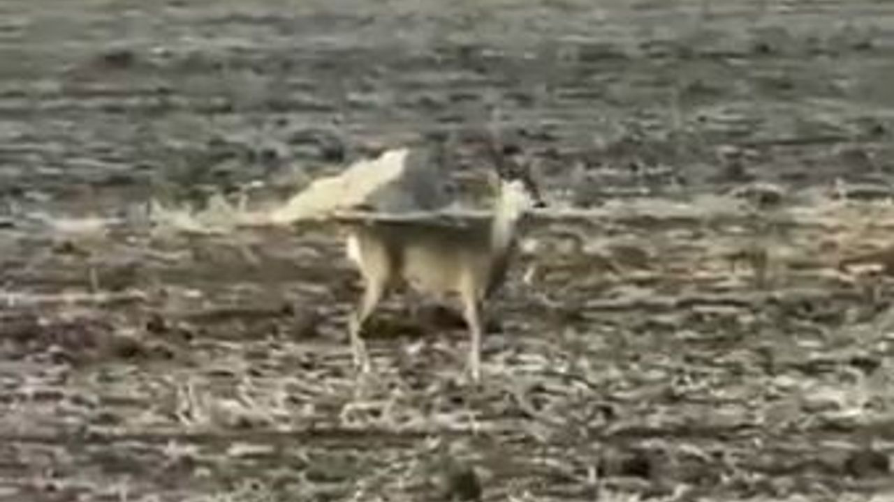 Sivas'ta Hafik yakınında bozkırda karaca görüntülendi
