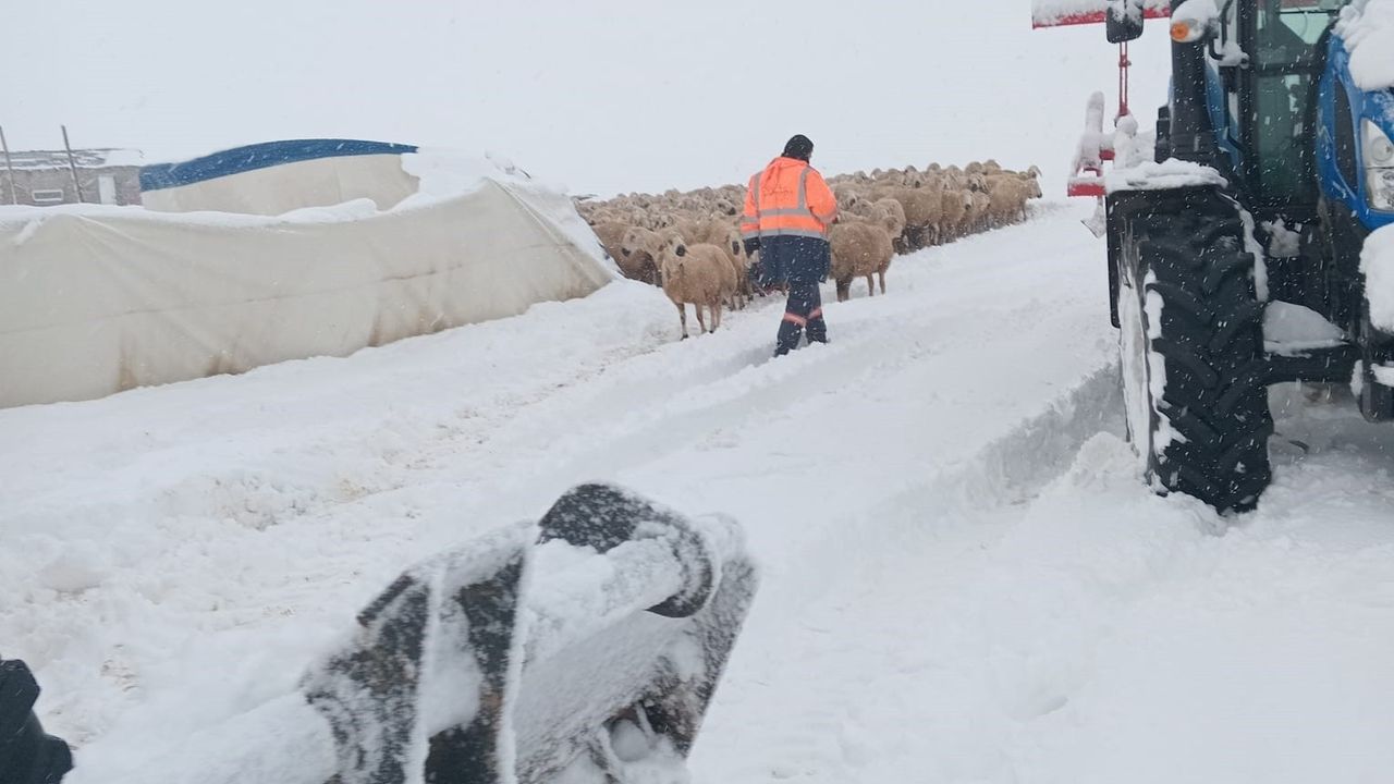 Sivas'ta Karın Ağırlığıyla Çadır Çöktü: Karaseki Yaylasında 8 Koyun Telef Oldu, Sürü İş Makinasıyla Kurtarıldı