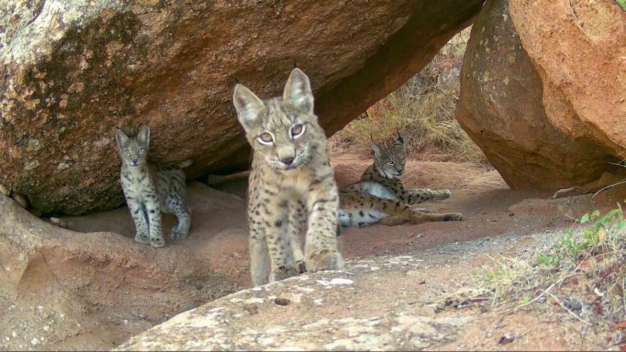 Sivas'ta nadir vaşak ailesi fotokapanla görüntülendi