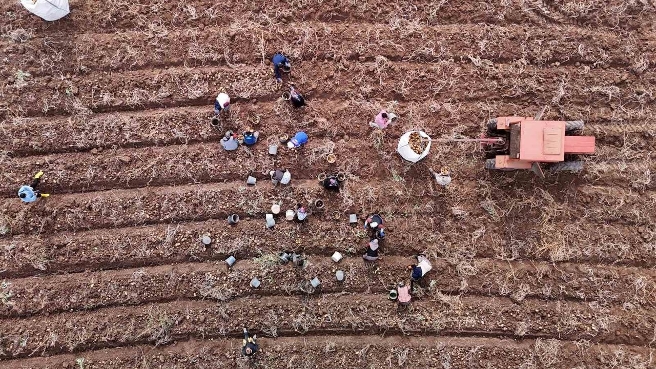 Sivas'ta sezonun son patatesleri sökülüyor