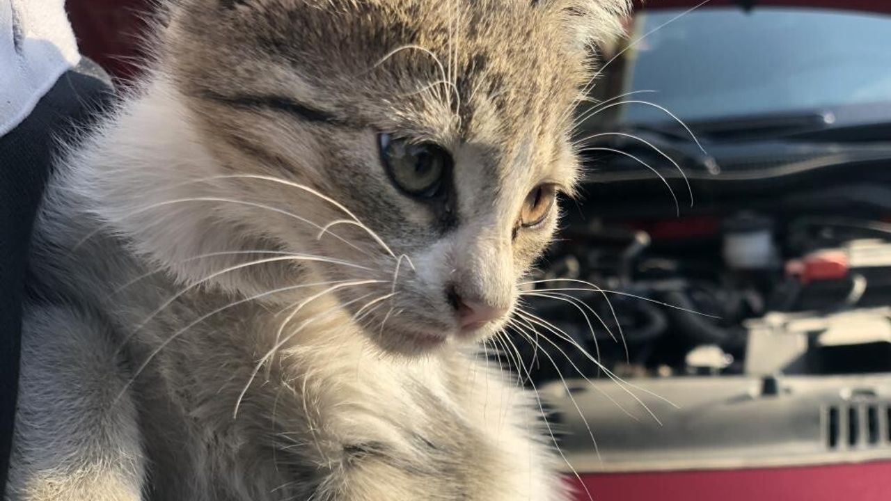 Soğuk Havalar İçin Uyarı: Kaputa Vurarak Motor Altındaki Hayvanları Kontrol Edin