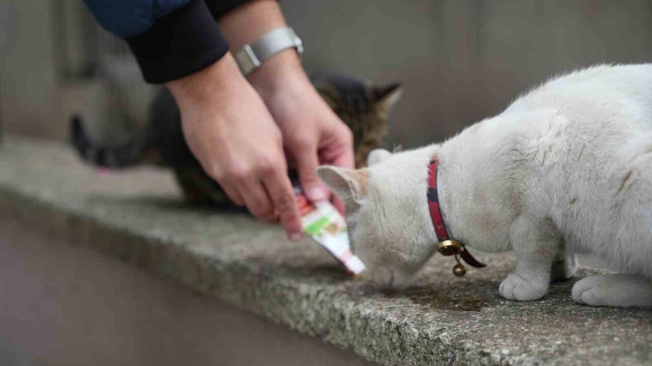 Sokak kedileri market ve pet shop önlerinde toplanıyor — Hazır mama alışkanlığı ve uzun vadeli riskler