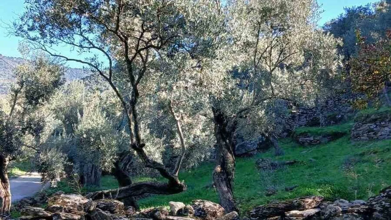 Söke'de Akdeniz meyve sineği popülasyonunda artış tespit edildi