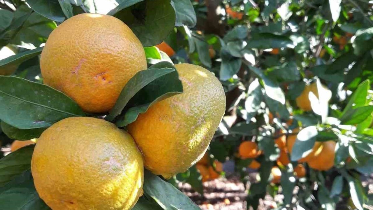 Söke'de Akdeniz meyve sineği popülasyonunda artış tespit edildi