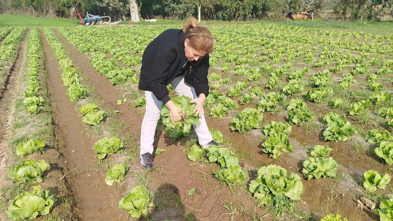 Söke'de hasat öncesi marul tarlalarından pestisit kalıntı numuneleri alındı
