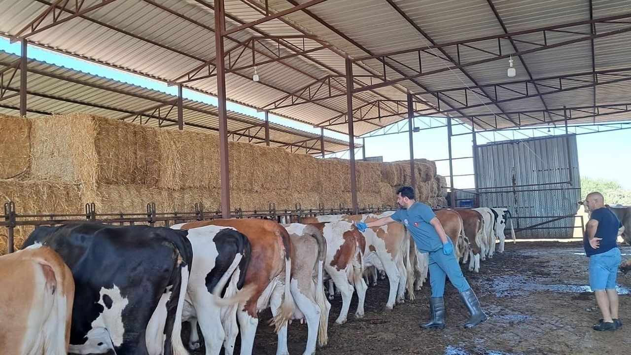 Söke'de şap aşılaması hızlandırıldı: 7 mahallede yoğun program uygulaması