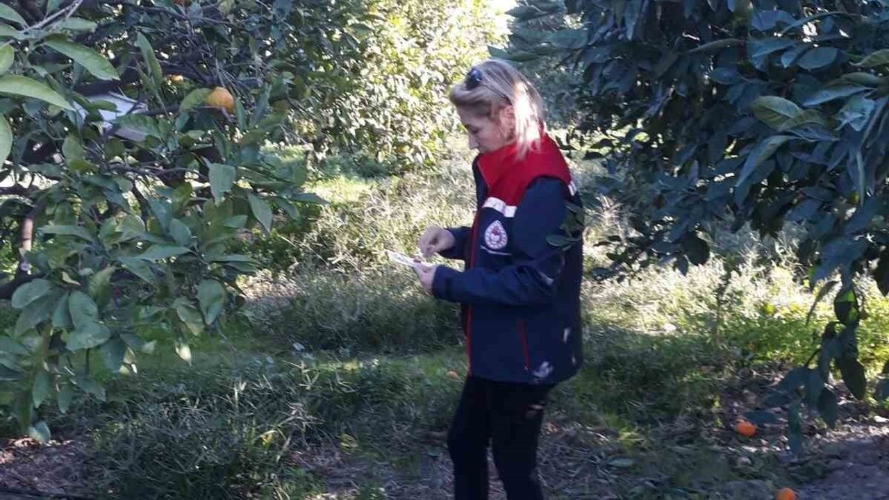 Söke’de zeytin ve meyve bahçelerinde zeytin sineğiyle mücadele sürüyor