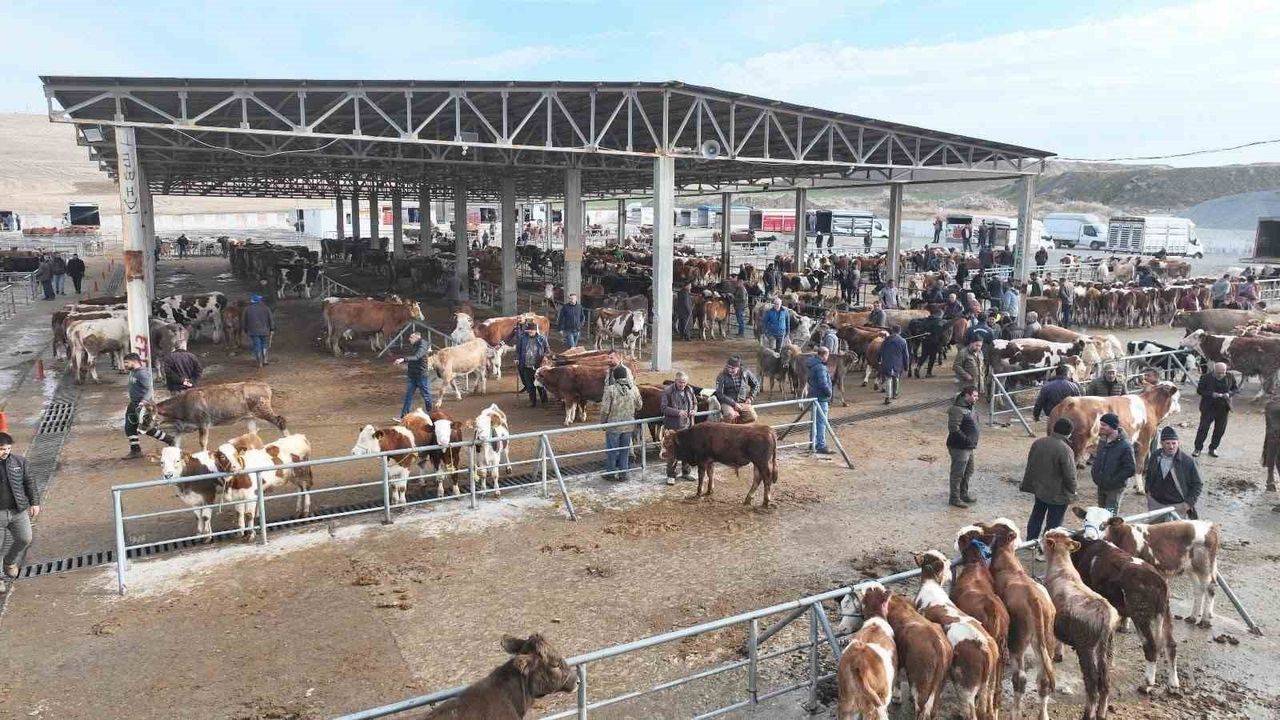 Sorgun Hayvan Pazarı, şap önlemleri sonrası yaklaşık 5 ay sonra yeniden açıldı