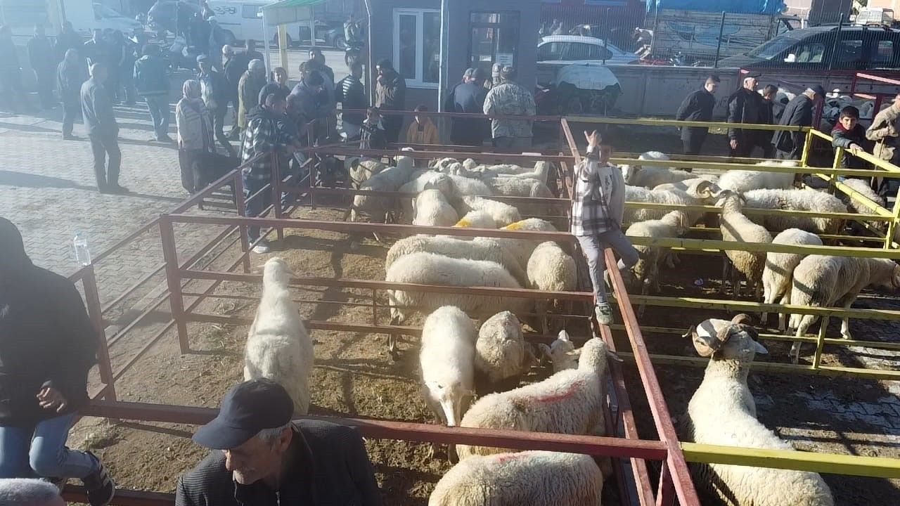 Şuhut’ta Kapalı Kalan Canlı Hayvan Pazarı Yeniden Açıldı