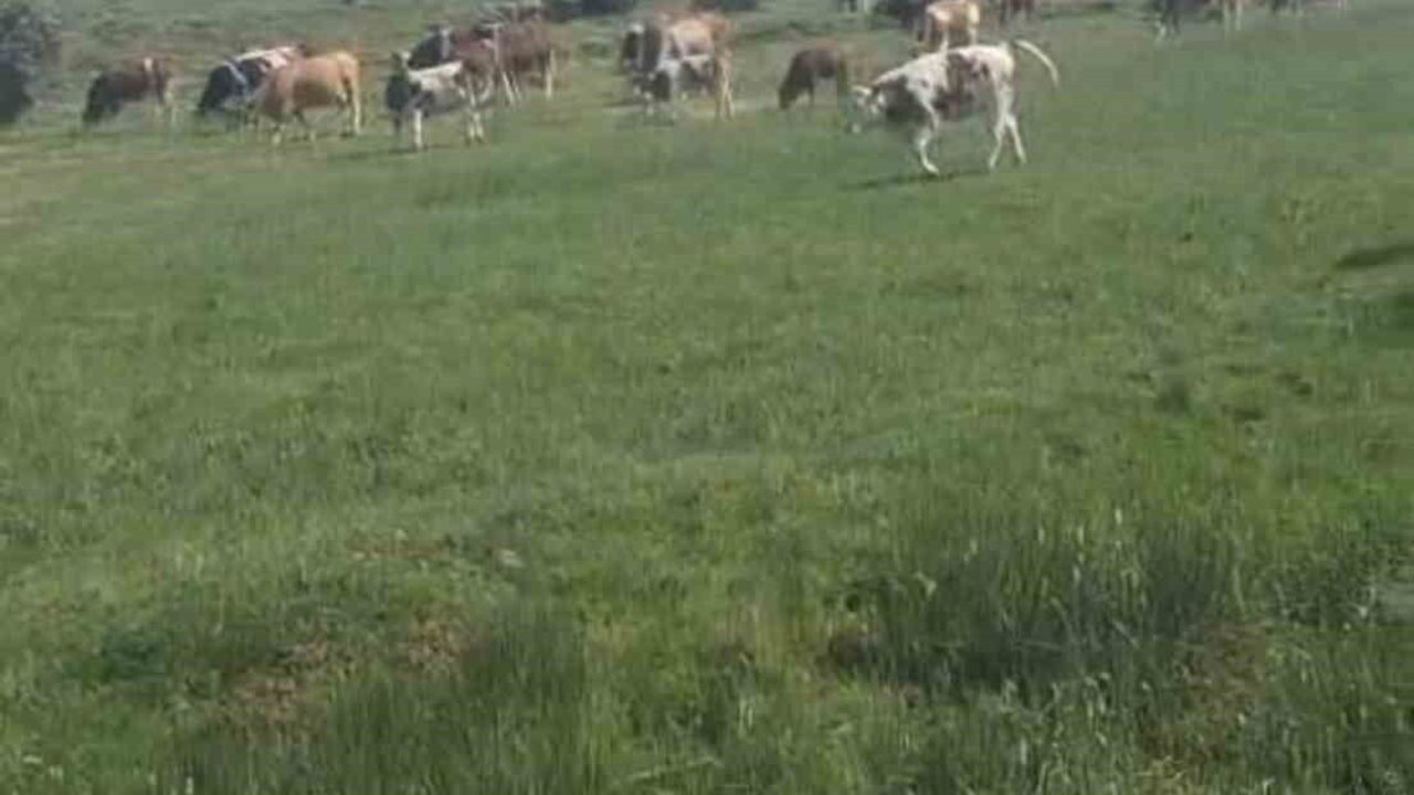 Şuhut'ta Orta Pınar Yaylasında Engerek Yılanı Görüntülendi; Sosyal Medyada İlgi Uyandırdı