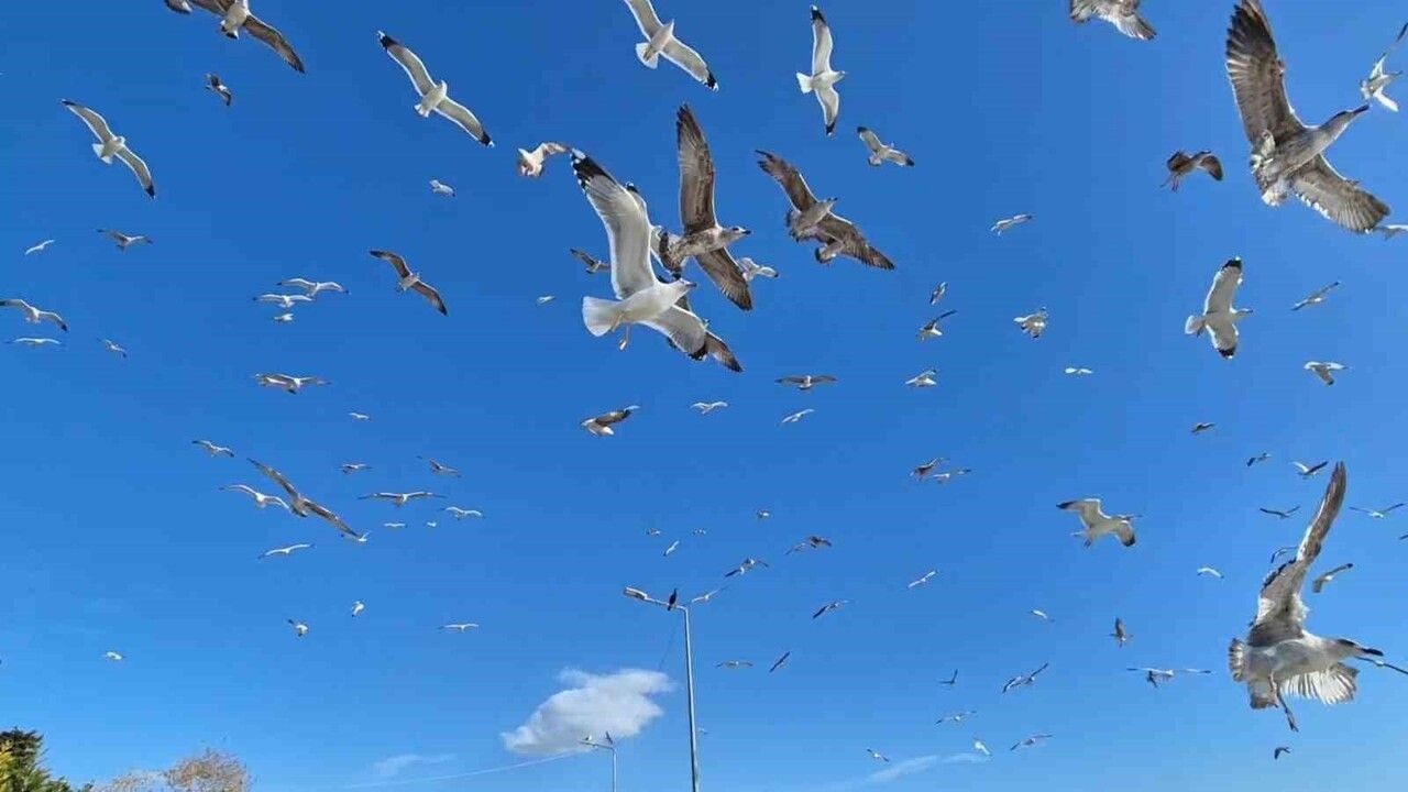 Süleymanpaşa'da üç gündür etkili lodos, balıkçı tekneleri limana çekildi