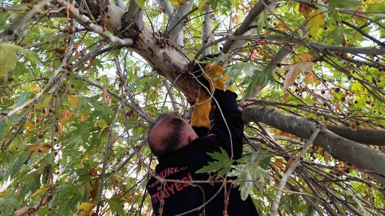 Sungurlu'da Ağaçta Mahsur Kalan Kedi Sungurlu Belediyesi İtfaiyesi Tarafından Kurtarıldı
