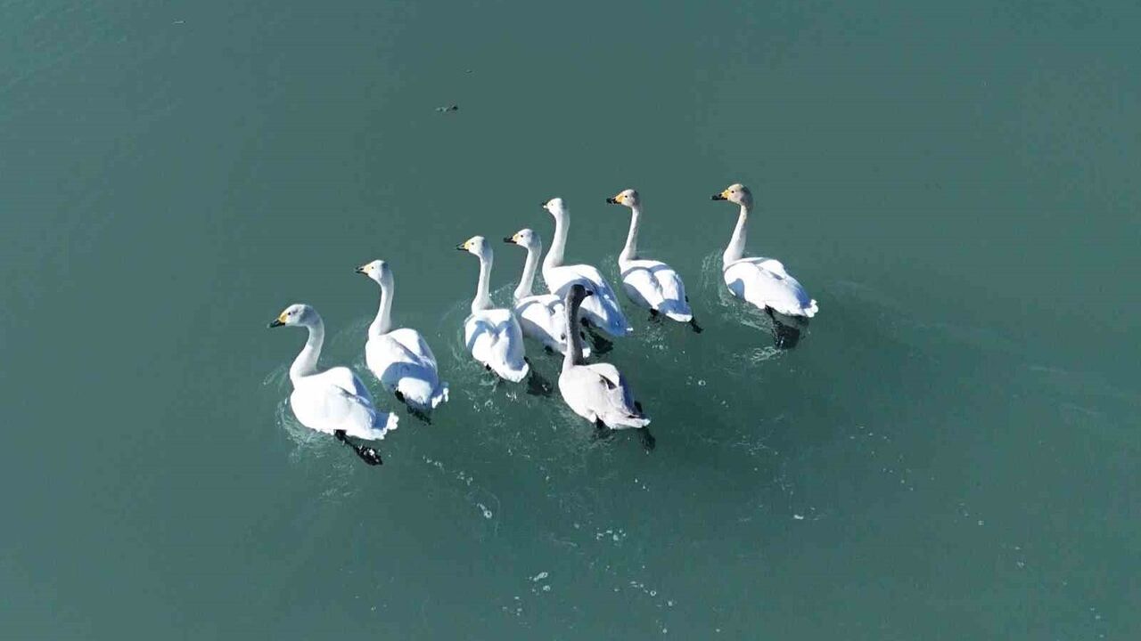 Süphan Dağı manzarasında Arin Gölü'ne konuk olan ötücü kuğular