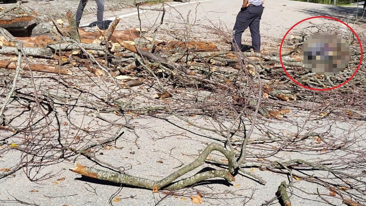 Suuçtu Şelalesi'nde devrilen ağacın altında kalan belediye işçisi hayatını kaybetti