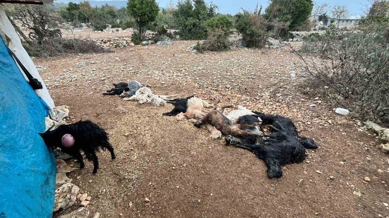 Tarsus'ta ağıla giren yabani hayvan 12 küçükbaş hayvanı telef etti