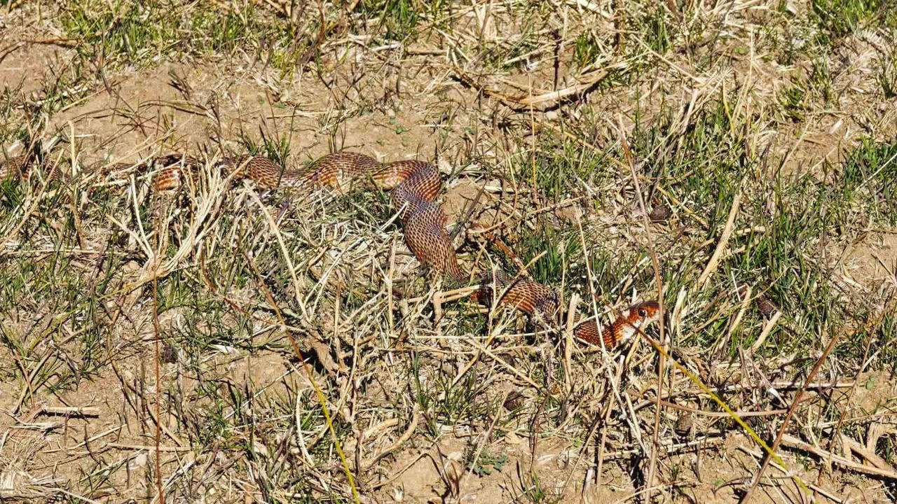 Tatvan'da nadir kırmızı yılan (Dolicophis schmidti) görüntülendi