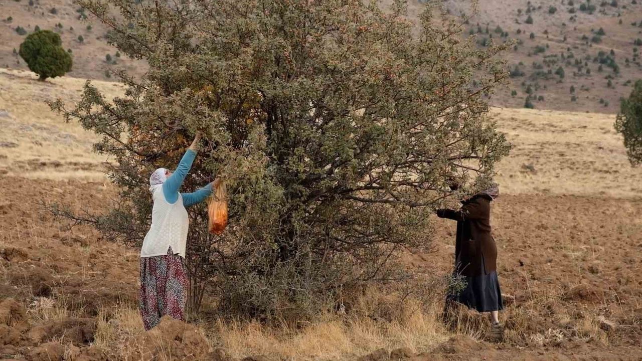 Tatvan Yelkenli'de Alıç Hasadı Başladı: Kuraklık Rekoltede Düşüşe Neden Oldu