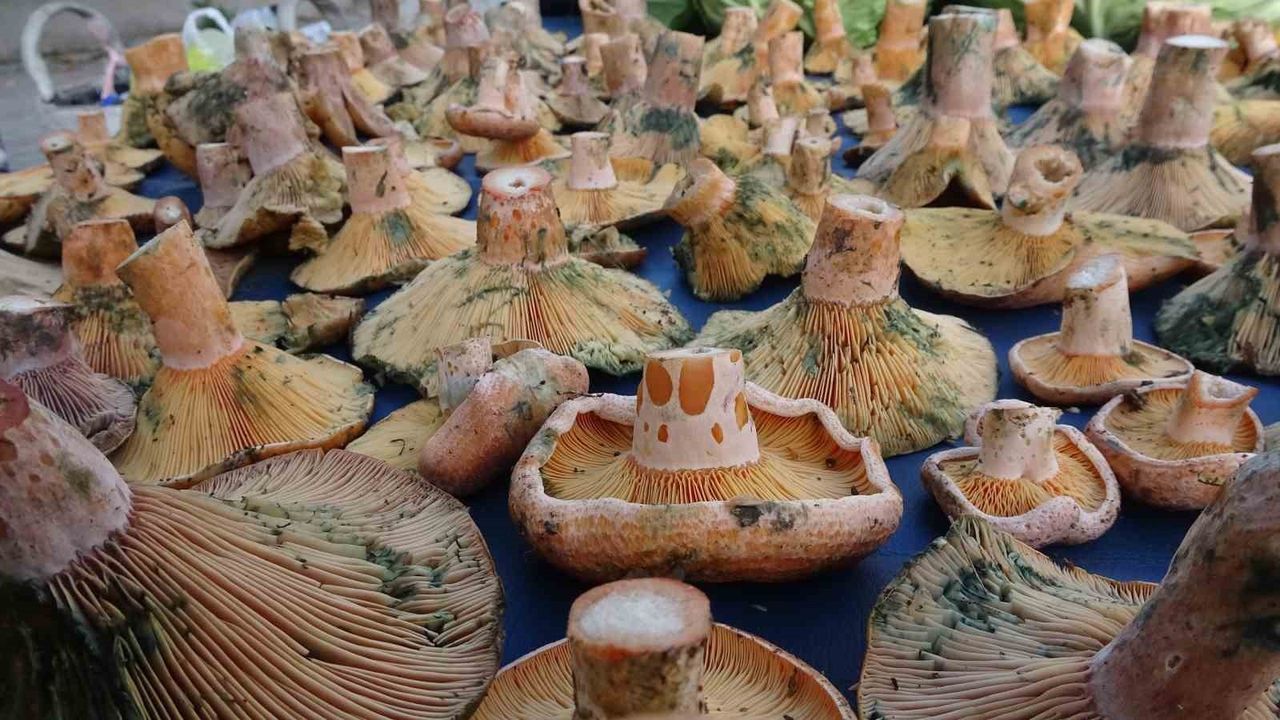 Tavşanlı semt pazarlarında Melki (Kanlıca) mantarına yoğun talep