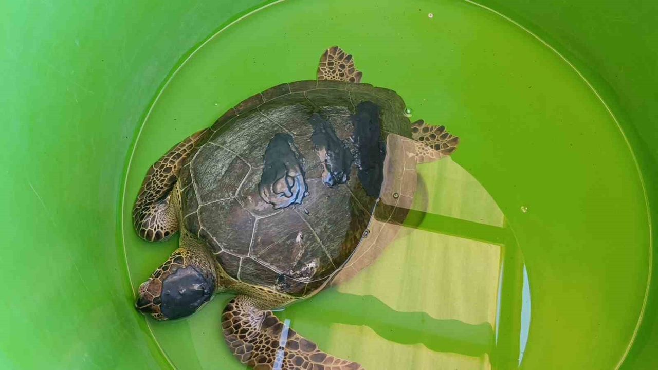 Tedavisi Tamamlanan Caretta caretta 'Zühal' Antalya'da Denize Bırakıldı