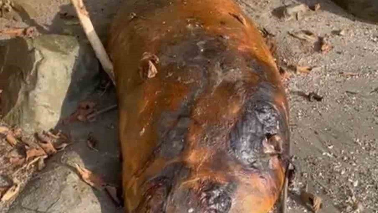 Tekirdağ Beyazköy sahiline vuran deniz canlısı belediye ekiplerince kaldırıldı