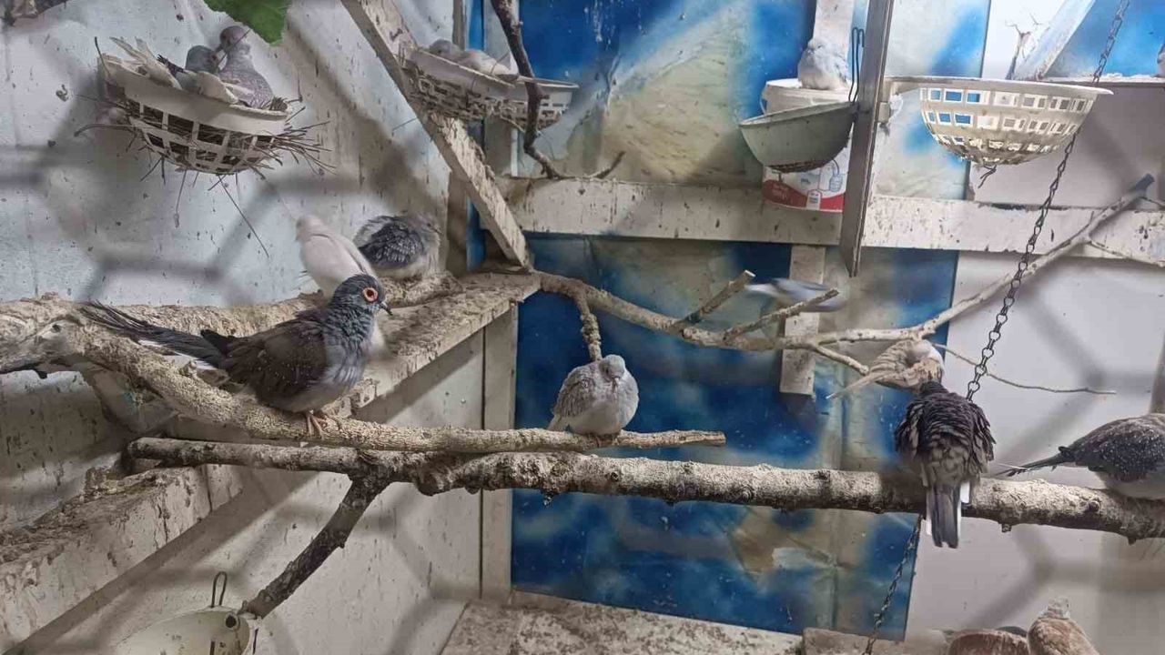 Tekirdağ Çorlu'da yasa dışı hayvan üretimi operasyonu: Kuşlar koruma altına alındı, 173.977 TL ceza